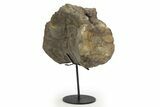 Fossil Theropod Dinosaur Vertebra w/ Metal Stand - Colorado #304880-1